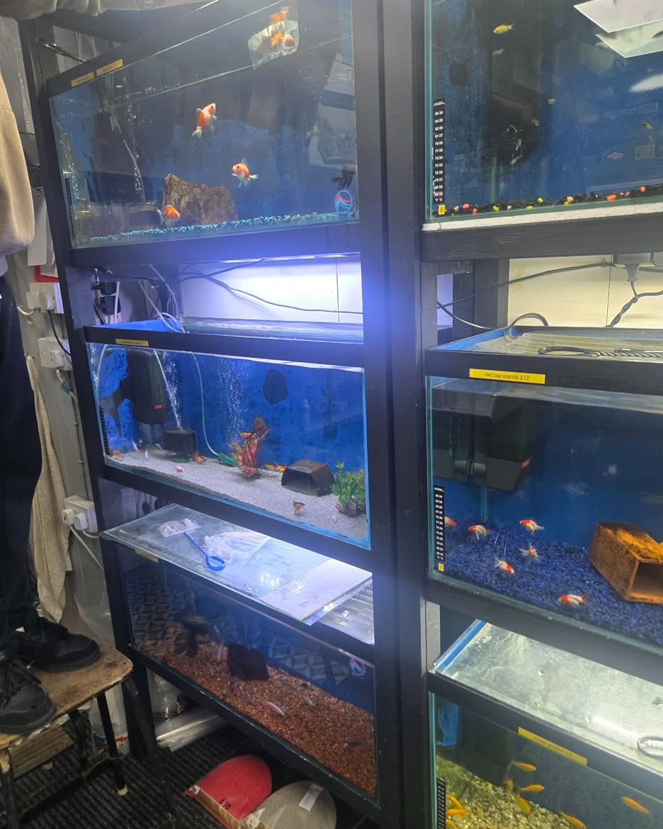 #lindisfarneseaham 
We visited Seaham Aquatic and Reptile store. Purchased some fish for our new  Aquarium.