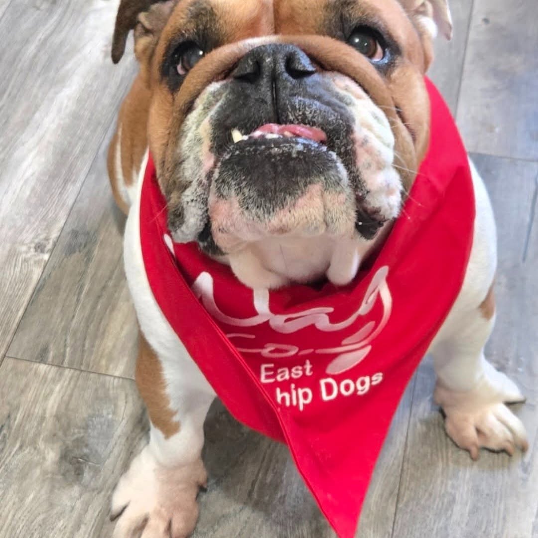 At #lindisfarneseaham we had  a visit from Daisy - She’s now an official Wag dog!  The residents love her 🥰