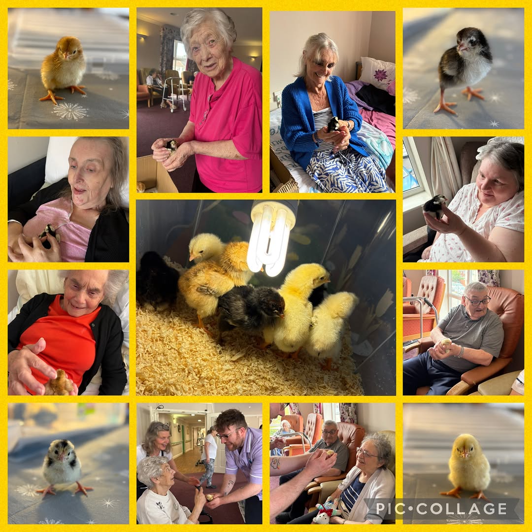 🐣 A very special welcome to the newest residents at #LindisfarneHartlepool! 💛

Say hello to Brian, Annie, Oreo (also known as “Big Dan Burn” for our Toon Army fan Sheila ⚽🖤🤍), Bumble, Sonny, Jaffa, and Chicken Little 🐥

These fluffy little chicks have already brought so much joy, laughter, and conversation to our home. Watching them hatch and grow has been a wonderful experience for both residents and staff alike — and it’s safe to say they’ve all stolen our hearts already and loved watching our tiny new friends settle in 🥰 🐣